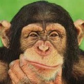 are u smarter than a chimp? game