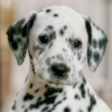 nintendogs: dalmatians & friends game